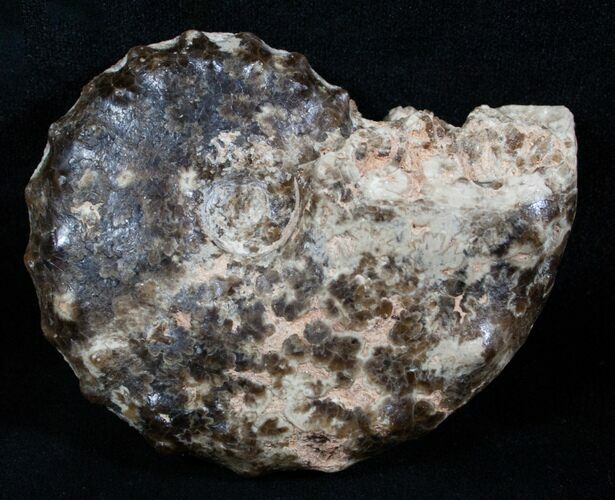 / Mammites Nodosoides Ammonite - Morocco #3952